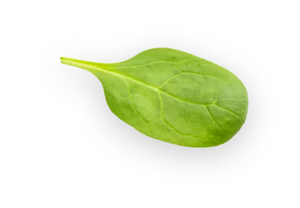 Spinach1@3x